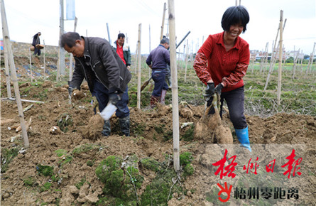 藤縣和平鎮(zhèn)新平村的貧困戶(hù)收獲粉葛 