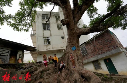 梧州這棵樹齡300多年的香椿古樹，陪伴著一代又一代人的成長(zhǎng)