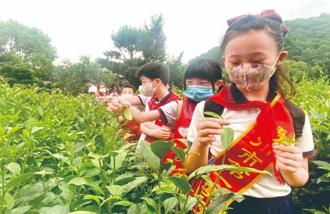 梧州市第一實驗小學(xué)學(xué)生走進茶企業(yè)學(xué)習(xí)茶文化