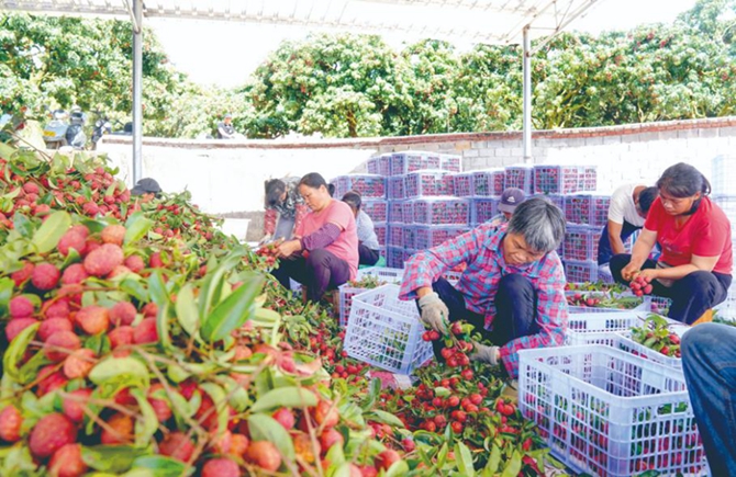 蒼梧縣沙頭鎮(zhèn)遲熟荔枝豐收季見聞