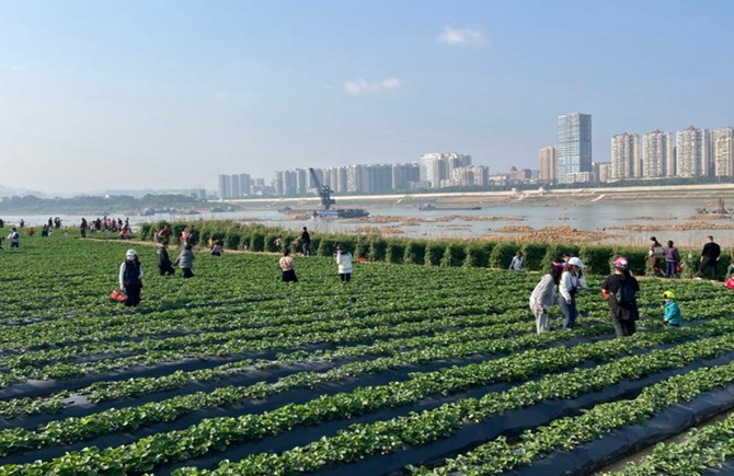 打造生態(tài)農業(yè)體驗公園
