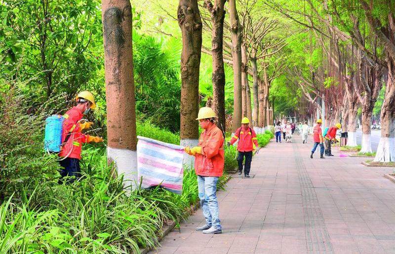 行道樹穿上“白外套”