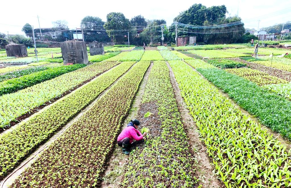 冬日田間種菜忙